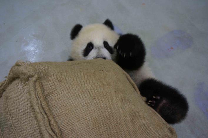 圓仔玩阿給