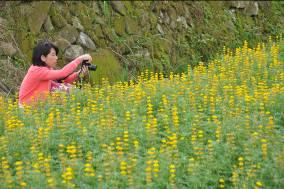 民眾前來觀賞花海