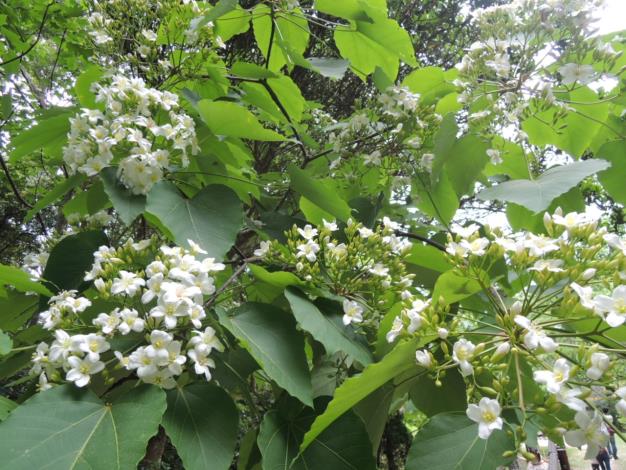 在樹梢搖曳的潔白小巧油桐花