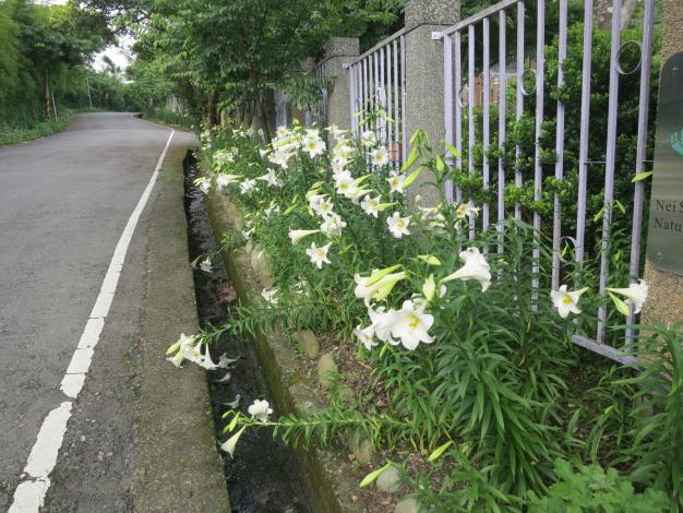 士林內雙溪「鐵炮百合」即將盛開