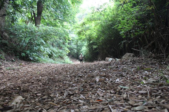 竹林路段鋪設木屑