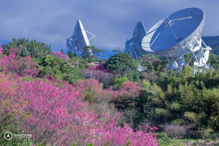 菁山社區(菁山路櫻花)