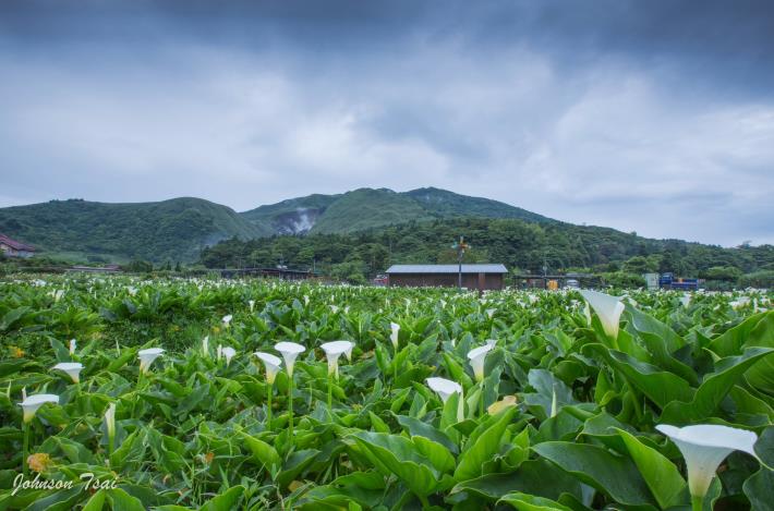 竹子湖頂湖步道(海芋)