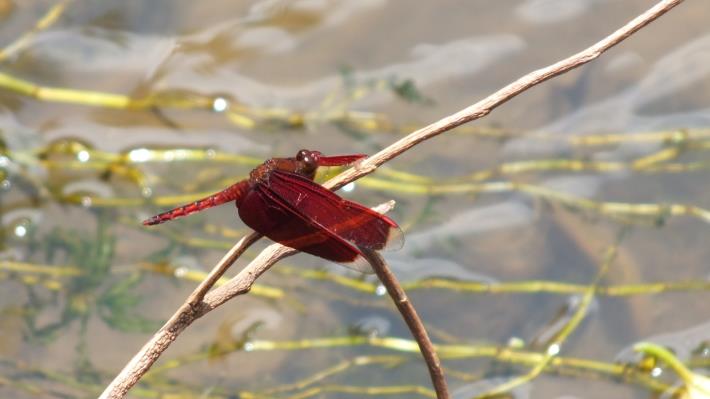 圳仔頭溪生態照片-蜻蜓