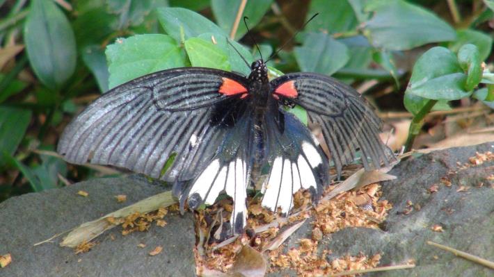 圳仔頭溪生態照片-蝴蝶