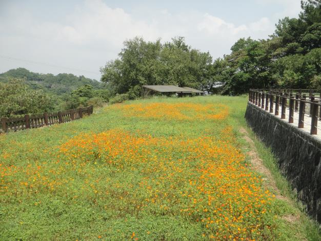 花朵陸續綻放