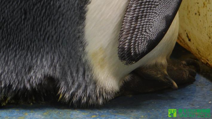 小企鵝安穩地窩在爸爸的皺褶下