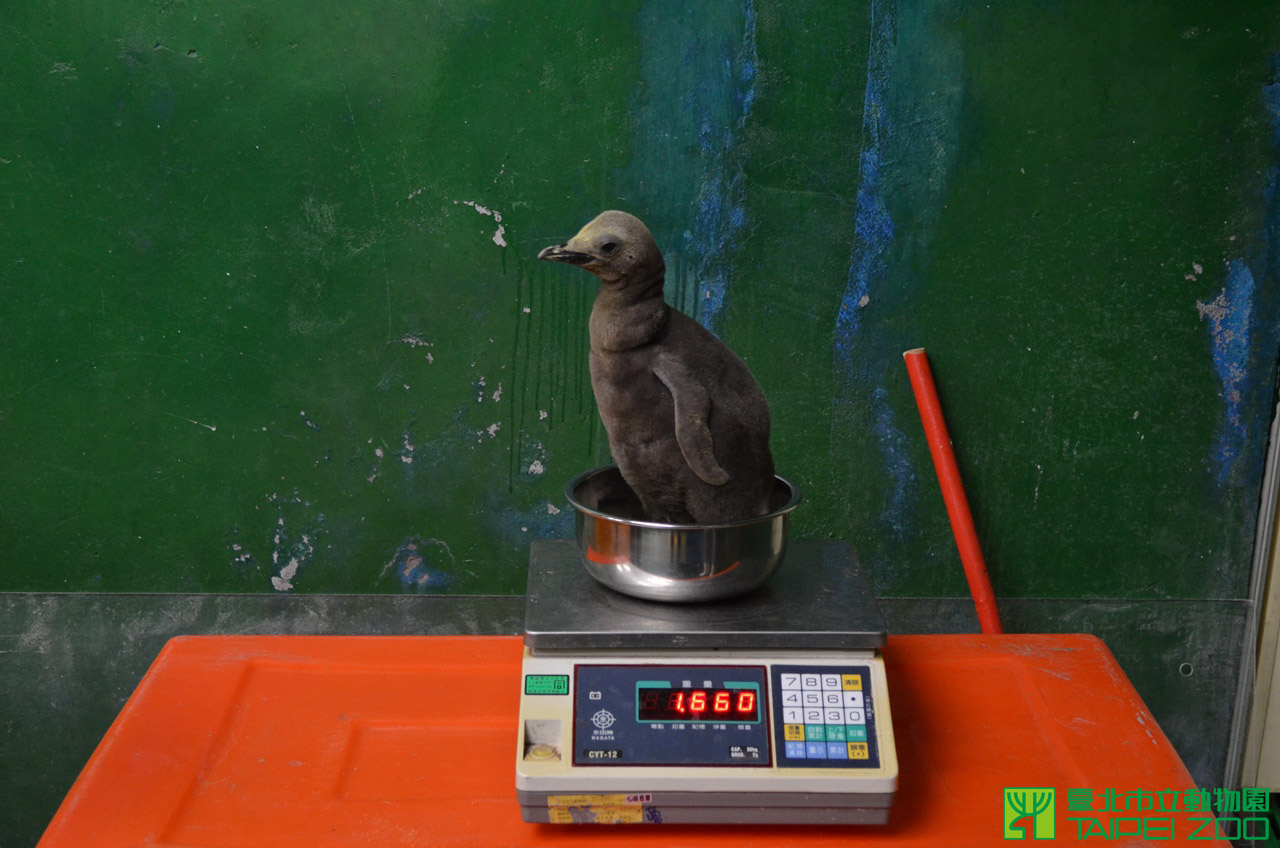 臺北市政府全球資訊網-市府新聞稿-國王企鵝寶寶幾何式成長-爸媽胯下避風港回不去了