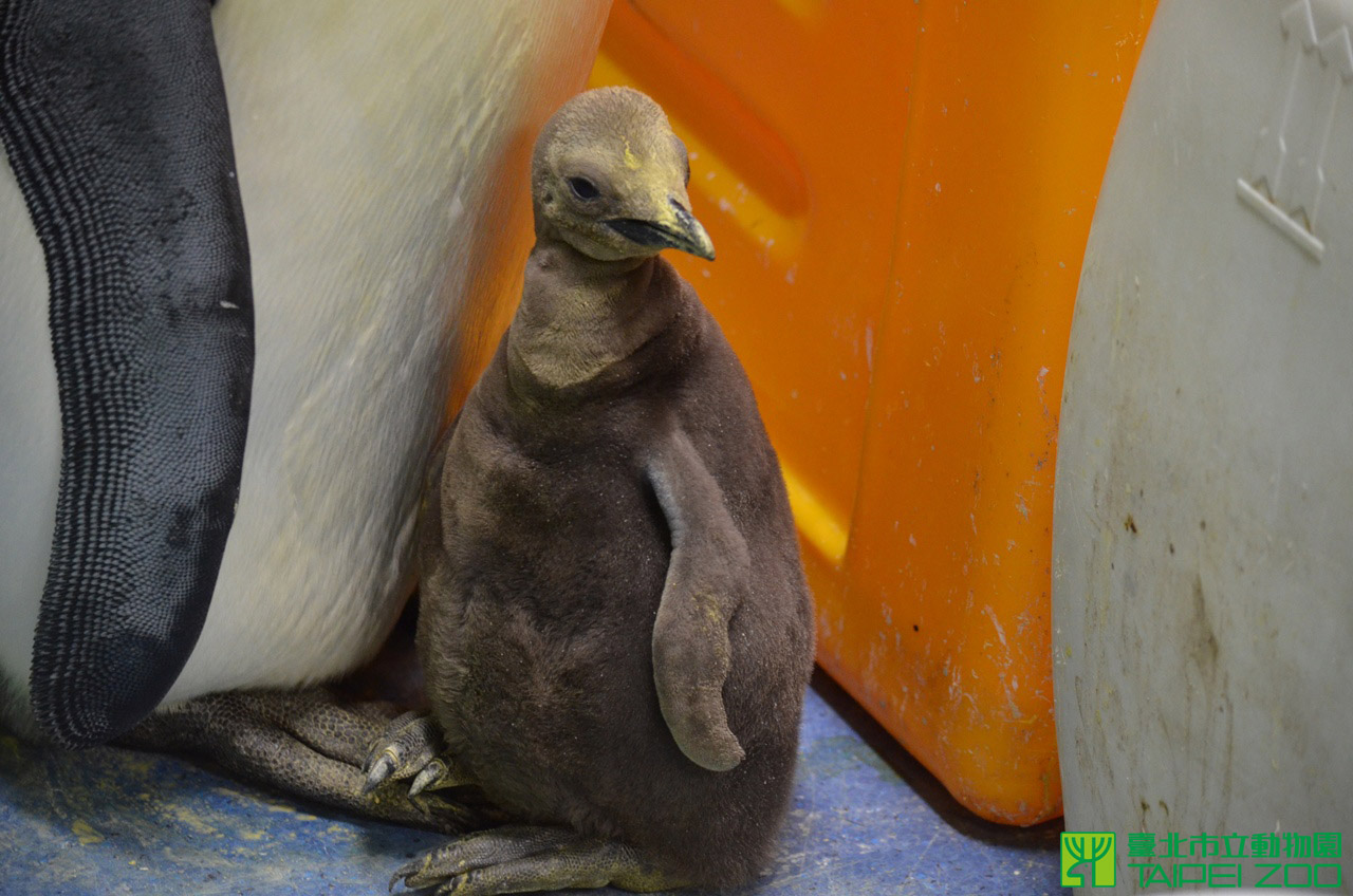 臺北市政府全球資訊網-市府新聞稿-國王企鵝寶寶幾何式成長-爸媽胯下避風港回不去了