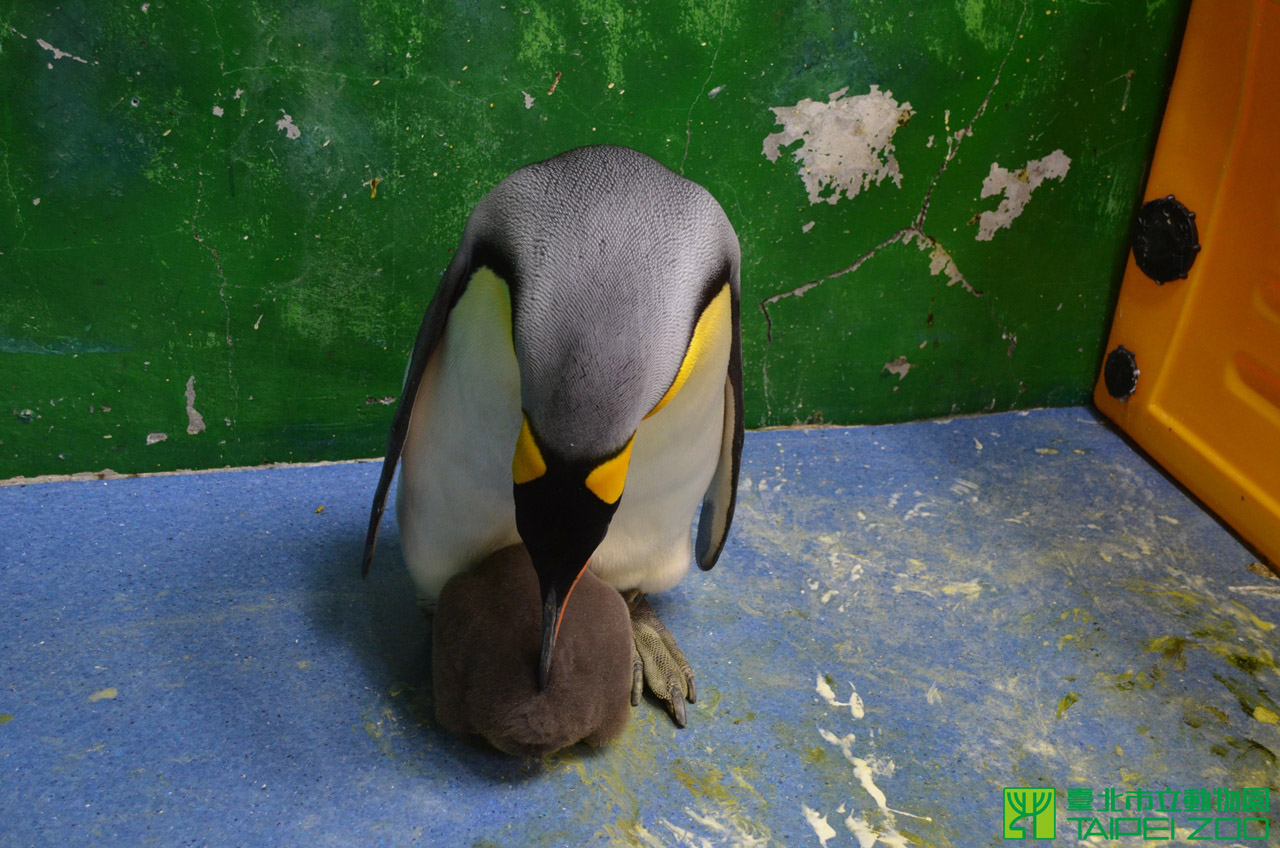 臺北市政府全球資訊網-市府新聞稿-國王企鵝寶寶幾何式成長-爸媽胯下避風港回不去了