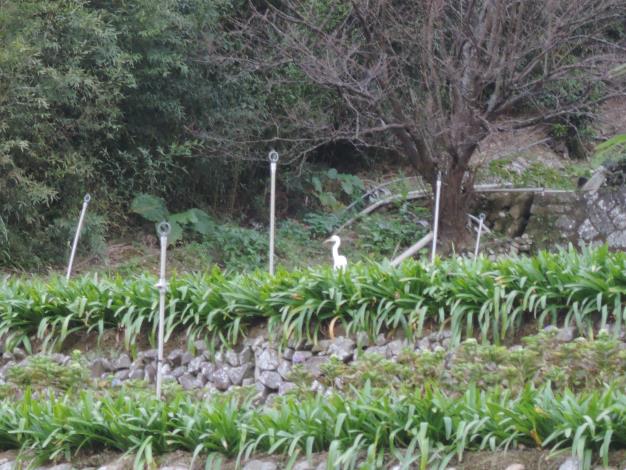 來自遠方的朋友「白鷺鷥」，亦來梯田中悠閒休憩，好不快活