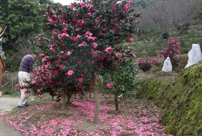 茶梅花瓣灑落一地,是拍照的好去處