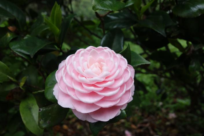 各種品種的茶花嬌豔欲滴