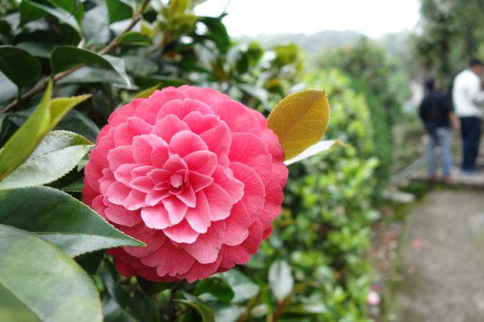 各種品種的茶花嬌豔欲滴