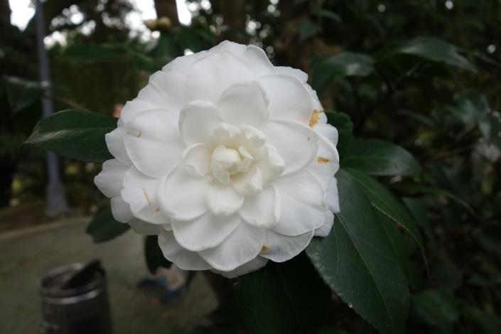 各種品種的茶花嬌豔欲滴