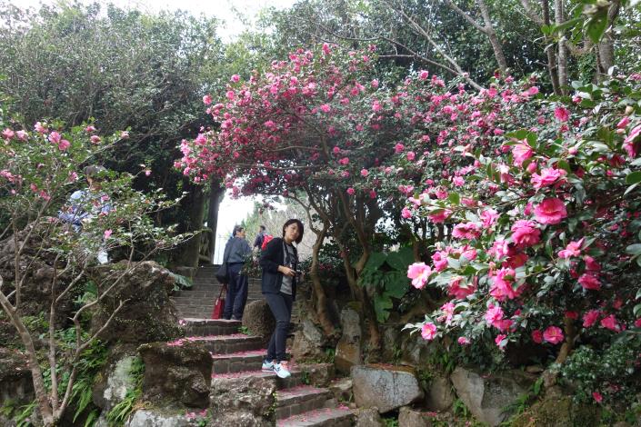 花鐘停車場明恥亭附近的茶梅、山茶花正熱鬧綻放著,吸引了不少遊客