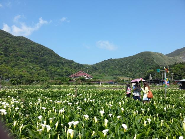頂湖燕子花
