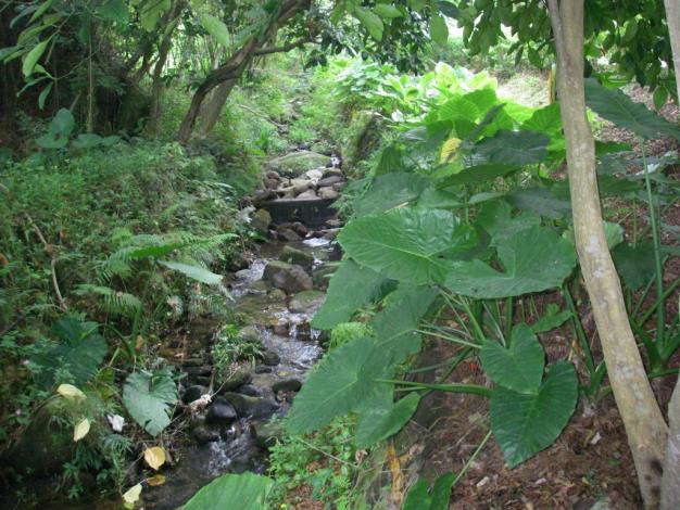 崇仰公園內中崙仔溝