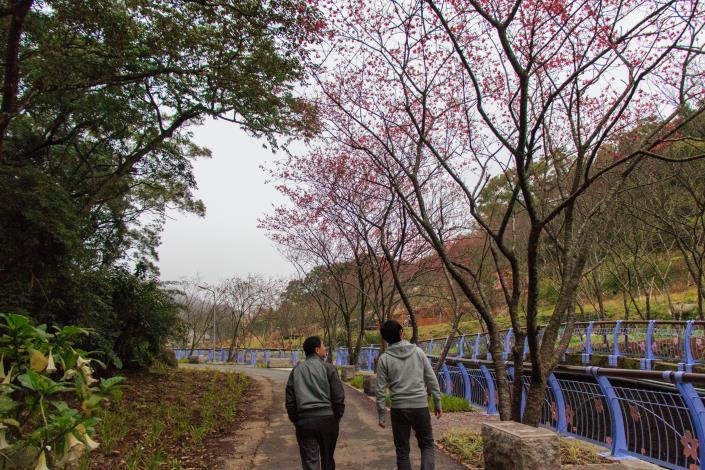 漫步於櫻木花廊中，培養親子感情