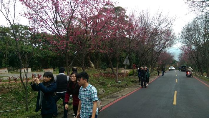 學生們利用寒假假期一同來賞櫻