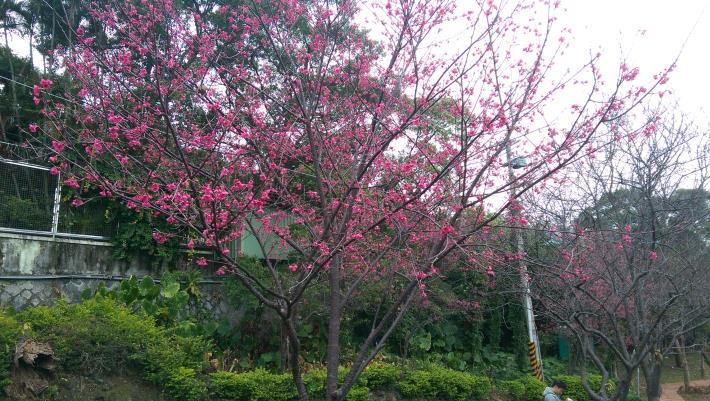 道路兩旁盛開的櫻花樹提醒您駐足來賞櫻