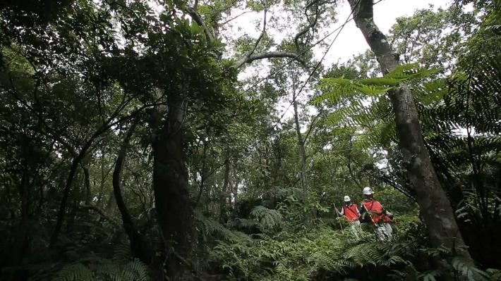 巡勘技師穿梭在樹林