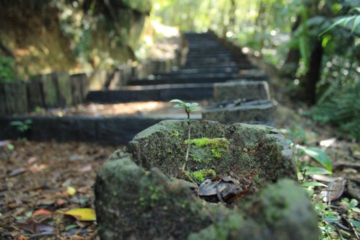 步道兩側小花園2