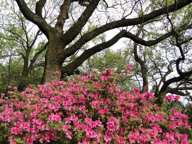 杜鵑花開
