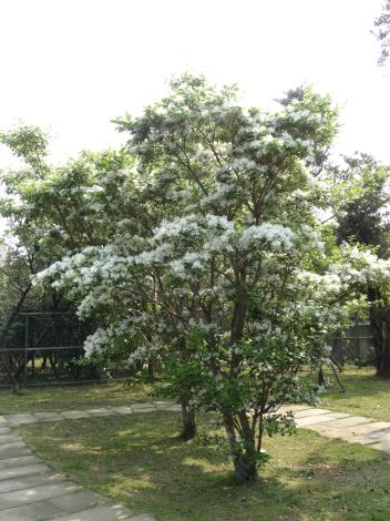 花卉中心流蘇
