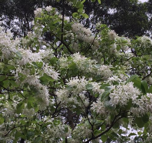 照片2 「四月雪」流蘇花