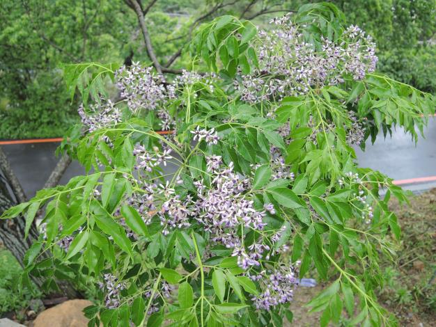 照片4 紫色苦楝花叢，清新可人