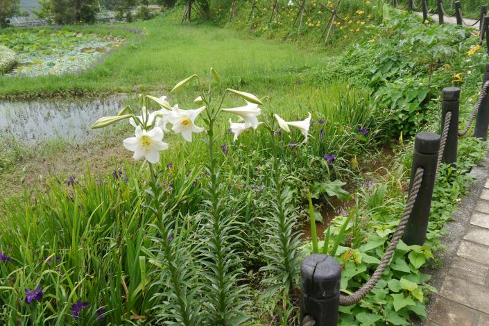 百合花花開