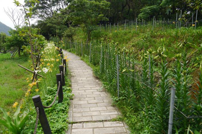 百合花即將盛開