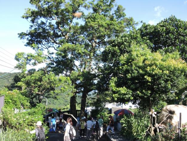 兩株紅楠相互依偎的「夫妻樹」