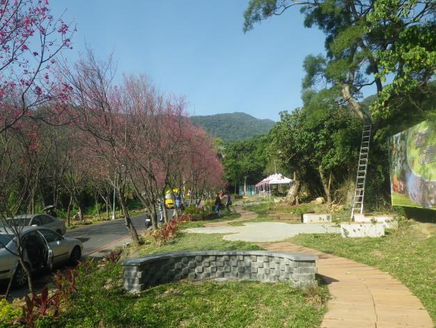 「北投區大屯社區農業環境改善計劃」-櫻花廊道一景