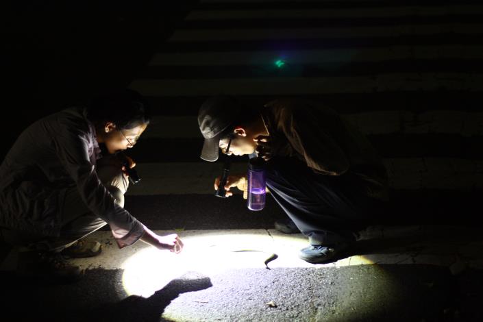 面對夜行路殺，思考生命的議題