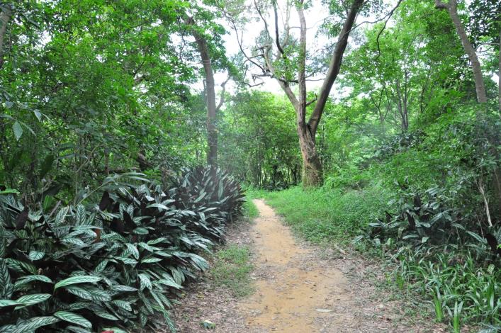 步道沿途植物生長茂密