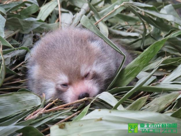  可忻臉上斑紋出現