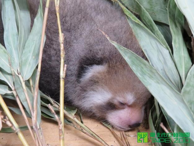 可忻 毛色已經開始變化