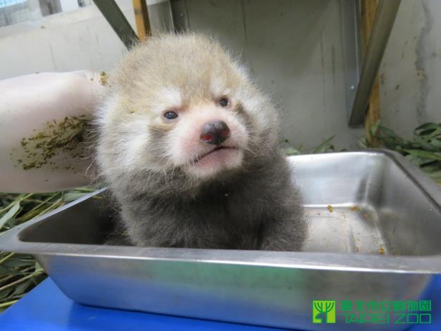  操作時手套要抹糞便