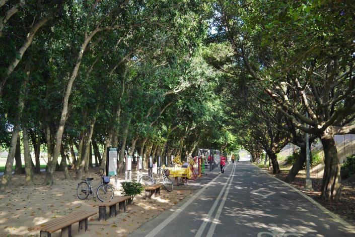 在「綠色隧道」下騎單車，樹蔭篩下的一地清涼，令人暑氣全消 (2)
