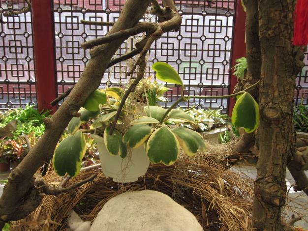 彩葉植物展