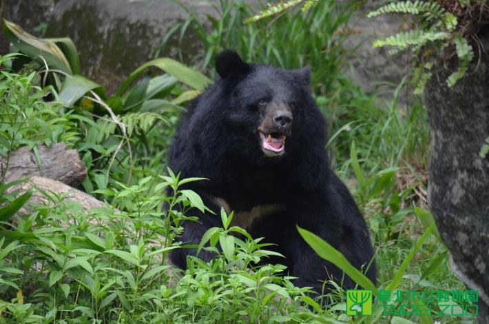 台灣黑熊也有假孕現象
