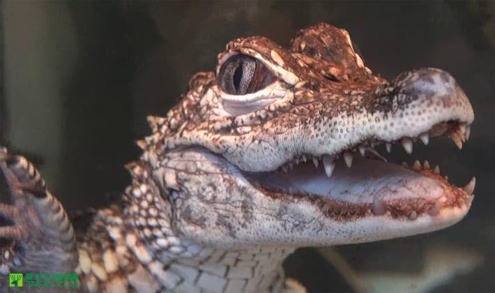 微笑的揚子鱷
