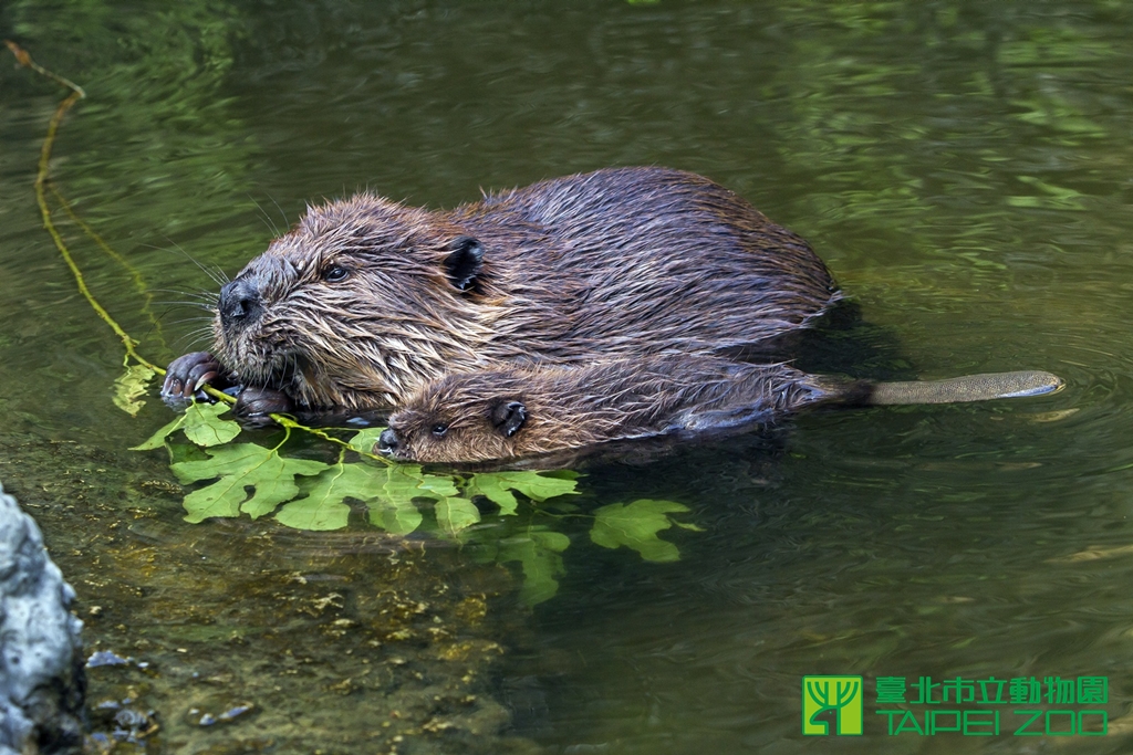 臺北市立動物園 新聞稿 水獺河狸傻傻分不清 動物園分享辨識秘訣