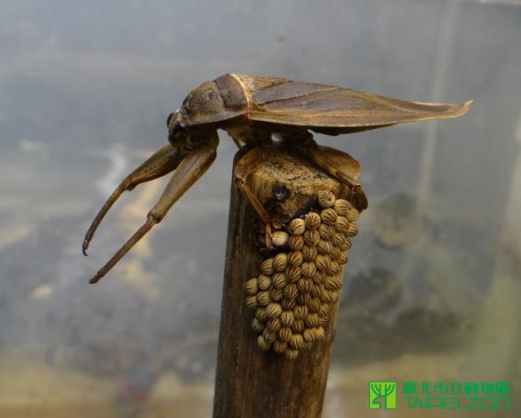 田鱉爸爸護卵