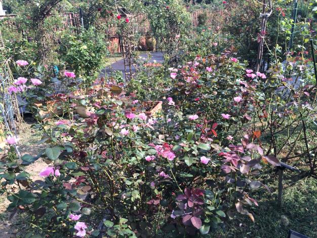 豐花區新芽大爆發