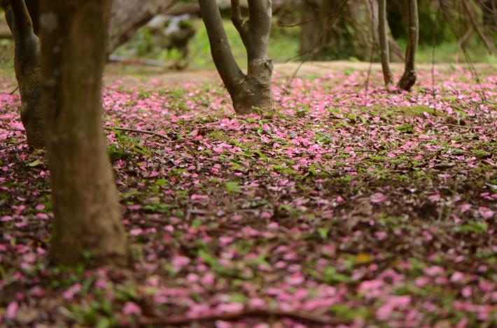 茶梅花地毯如仙境