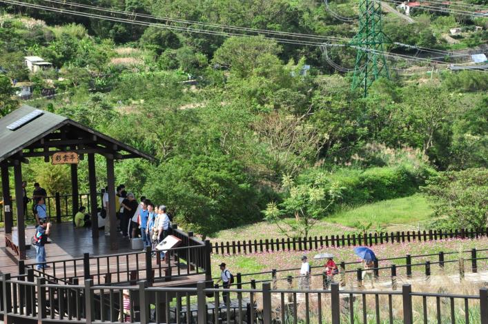 波斯菊花海拍照點位