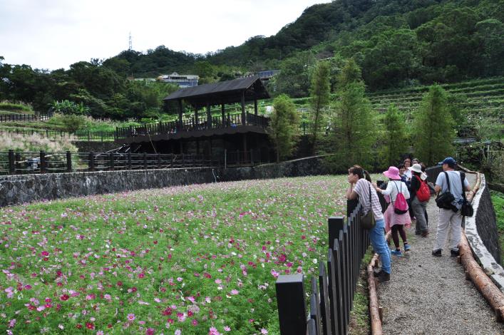 波斯菊花海